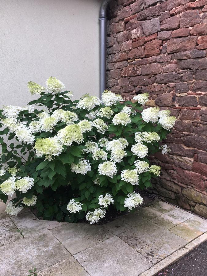 Les Chambres Du Marlenberg มาร์เลินไฮม์ ภายนอก รูปภาพ